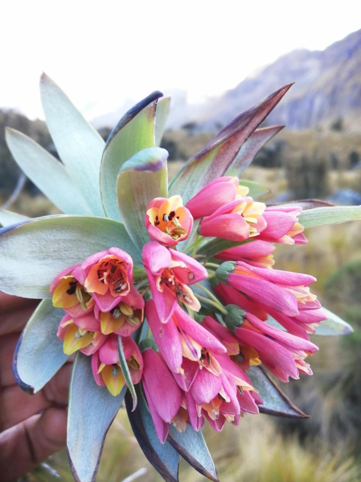 Amazing Huaraz Bed & Breakfast ภายนอก รูปภาพ