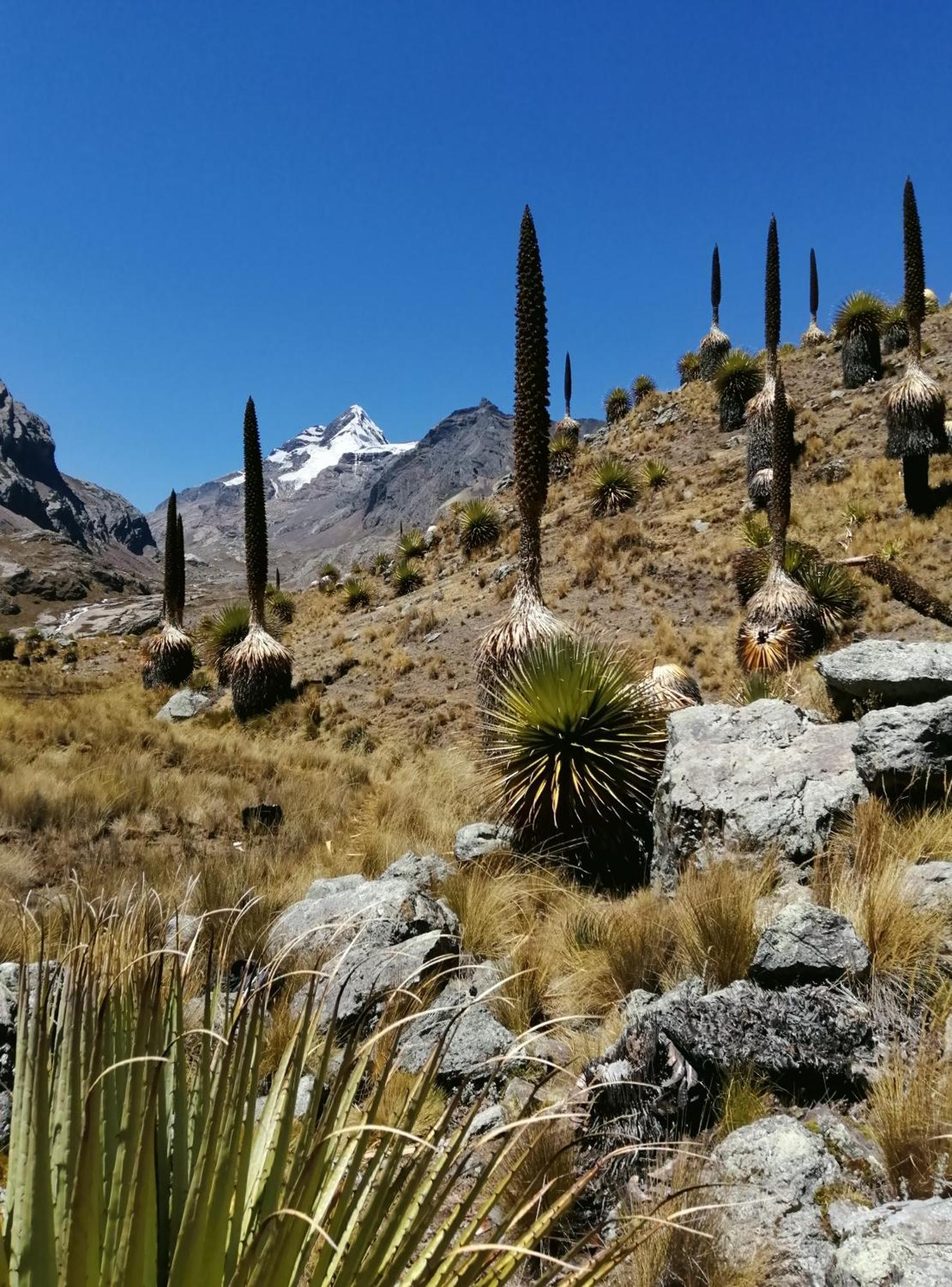 Amazing Huaraz Bed & Breakfast ภายนอก รูปภาพ